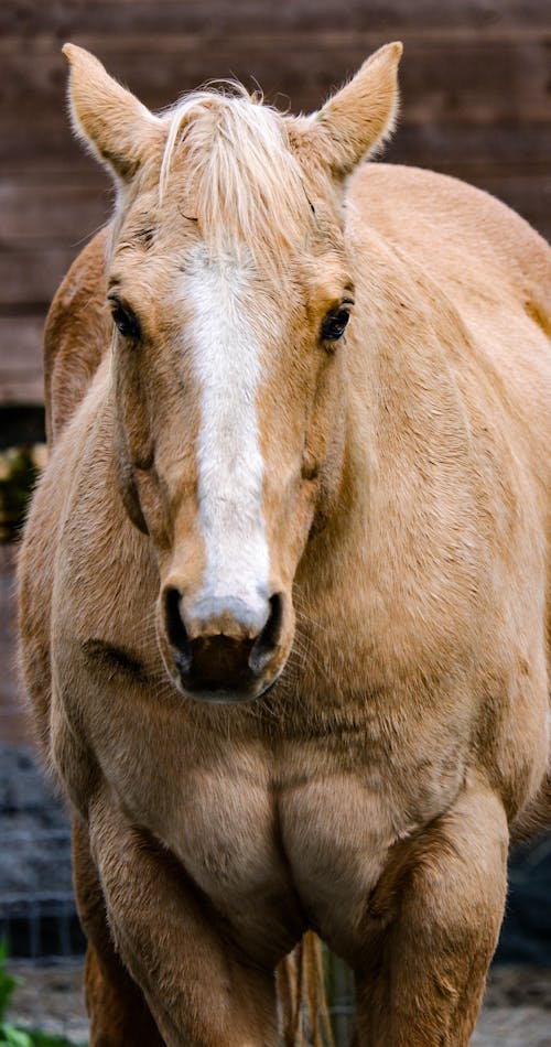 Free Portrait of a Brown Horse Stock Photo