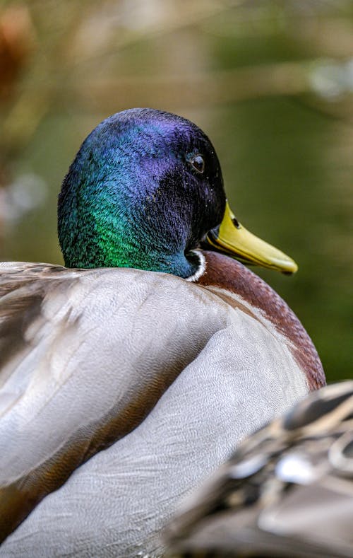 Close-Up Shot of a Duck 