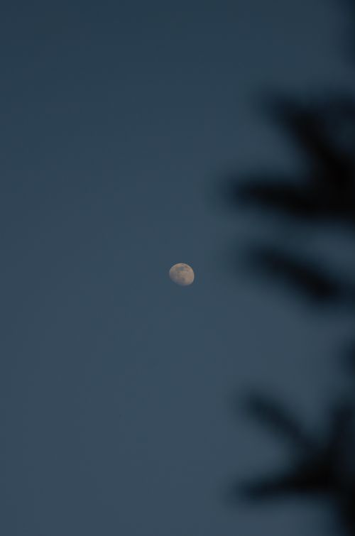 Free A serene shot of the moon in a clear night sky with silhouetted branches in the foreground. Stock Photo