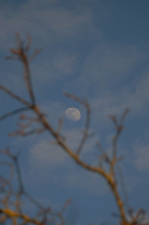Free Serene view of the moon captured through tree branches against a cloudy sky in Germany. Stock Photo