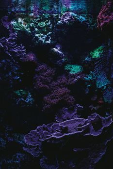 A mesmerizing underwater shot highlighting diverse corals and marine life in vibrant colors.