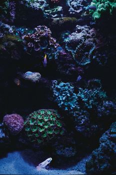Explore a colorful underwater coral reef teeming with diverse marine life and fish in this captivating photo.
