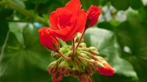 Darmowe zdjęcie z galerii z czerwone kwiaty, flora, kwitnięcie