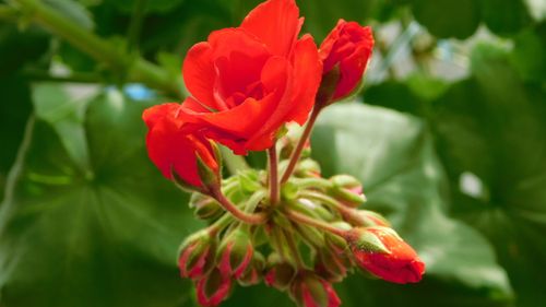 Free Close-up of red geranium blooms showcasing the beauty of nature with vivid petals. Stock Photo