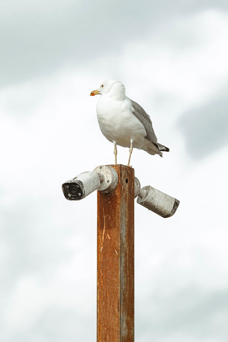 A Gull Perched On A Rusty Metal Pole