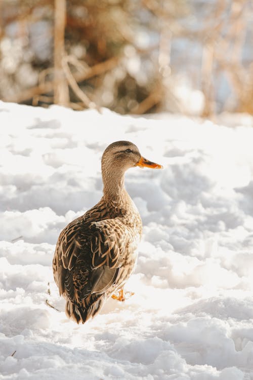 Brown Duck on Snow Covered Ground