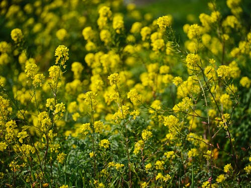 Ingyenes stockfotó a zárvatermők, asztali háttérképek, brassicales témában