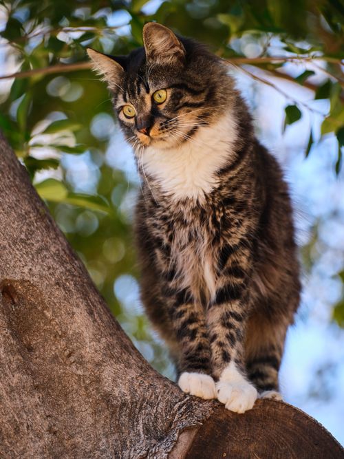 Free Adorable tabby cat perched on a tree branch, showcasing its playful nature in a vibrant outdoor setting. Stock Photo