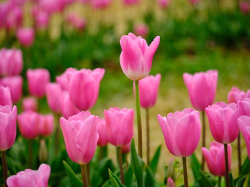 Free Photo of Pink Tulips Stock Photo