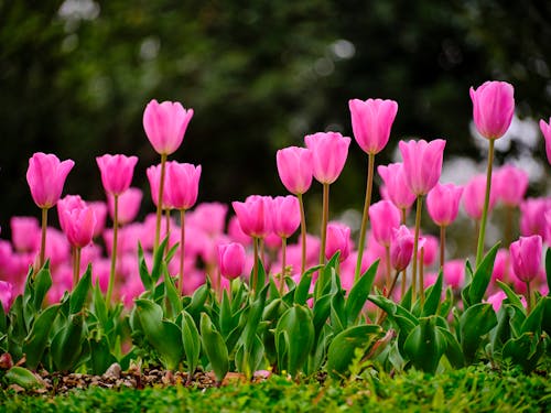 Free pink tulips in the nature park Stock Photo