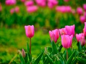 pink tulips in the nature park