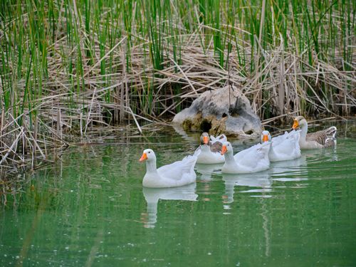 Free A peaceful scene of geese swimming in a lush green pond surrounded by reeds. Stock Photo