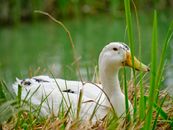 duck resting by the lake