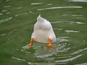 a duck diving into a lake