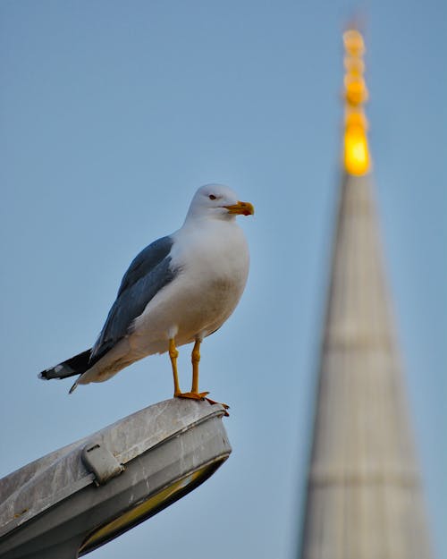 Photo of a Perched Seagull