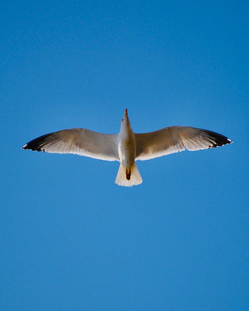 Free stock photo of bird, bird eye, bird flying