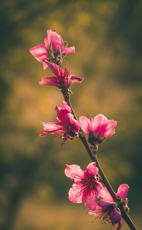 + Fotos y Imágenes de Flor de durazno Gratis · Banco de Fotos Gratis