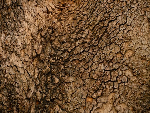 Rough Surface of a Tree Bark