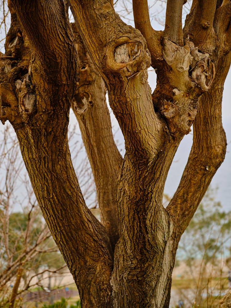 Close Up Photo Of A Tree