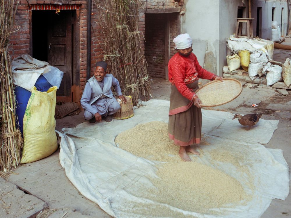 People Sorting Rice Grains on Street · Free Stock Photo