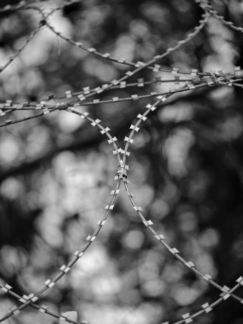 Free Close-up of Barbed Wire Stock Photo