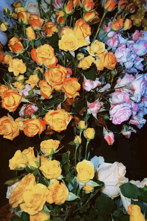 Photo of Assorted Roses · Free Stock Photo