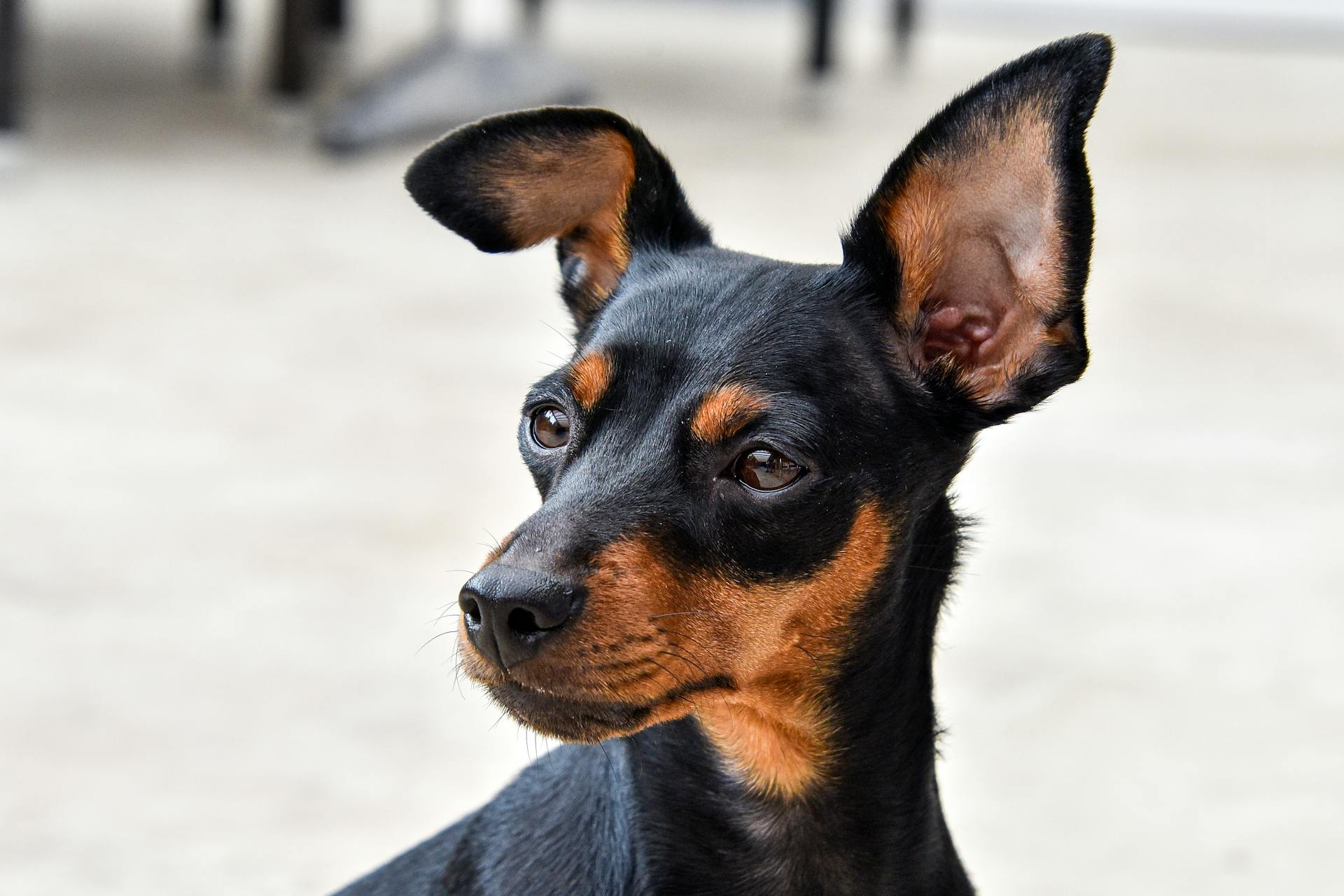 Een close-up van een miniatuurpinscher