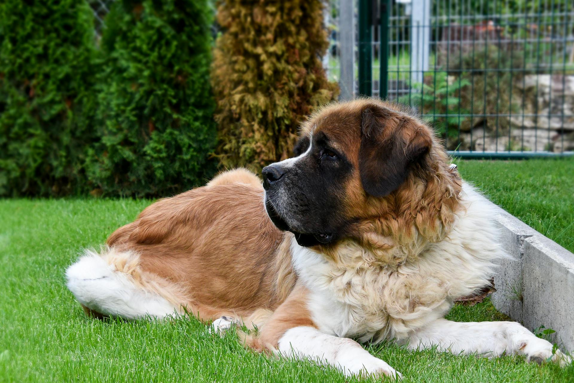 Bernhardhund som ligger på grönt gräs