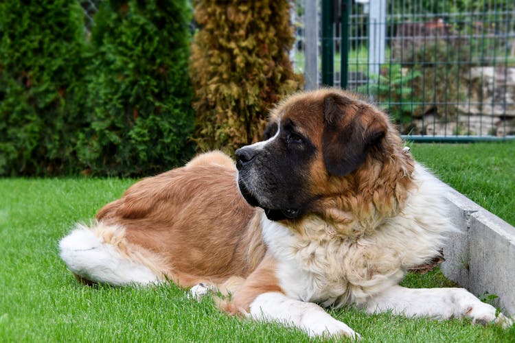 St. Bernard Dog Lying On Green Grass