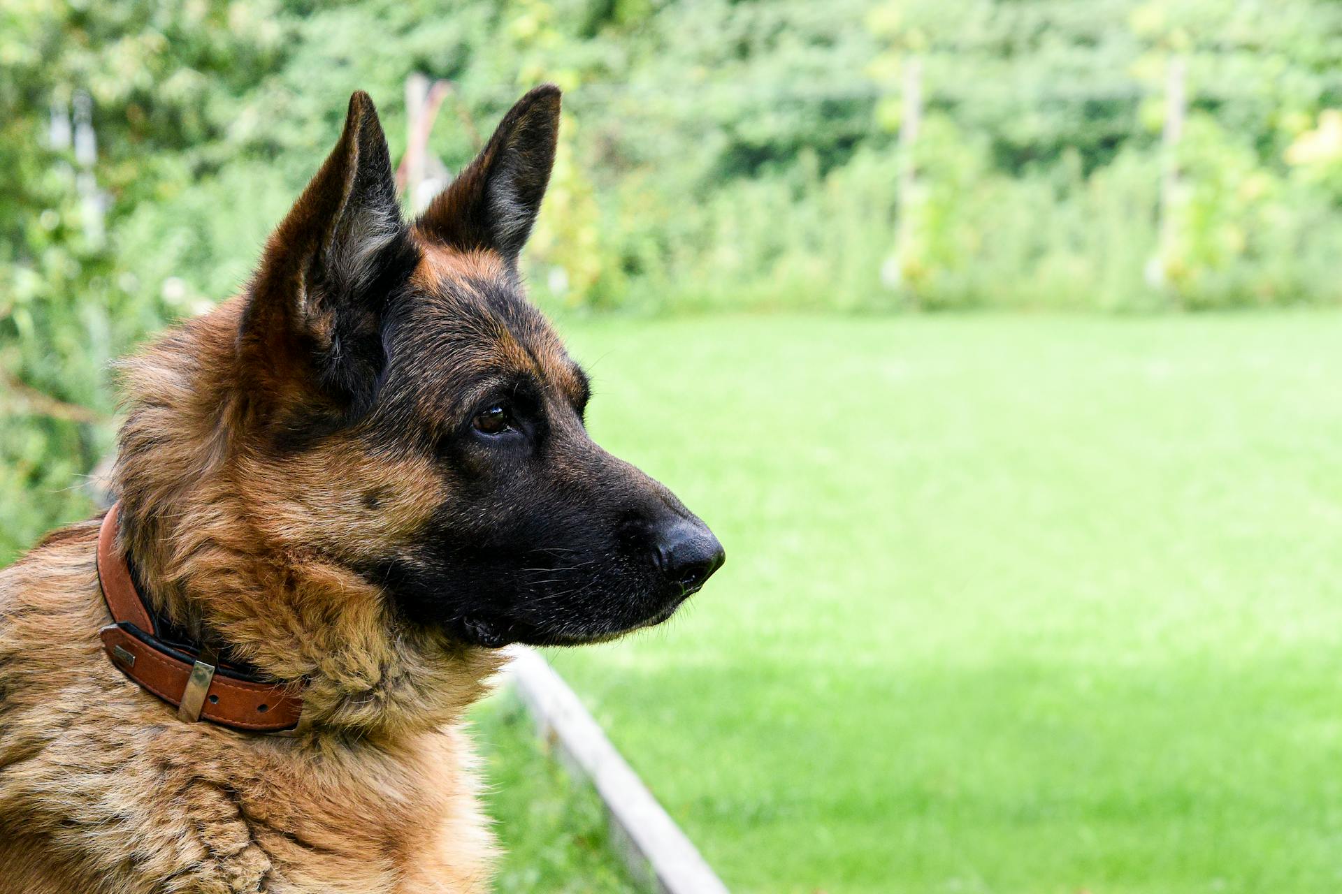 Närbild av en schäferhund