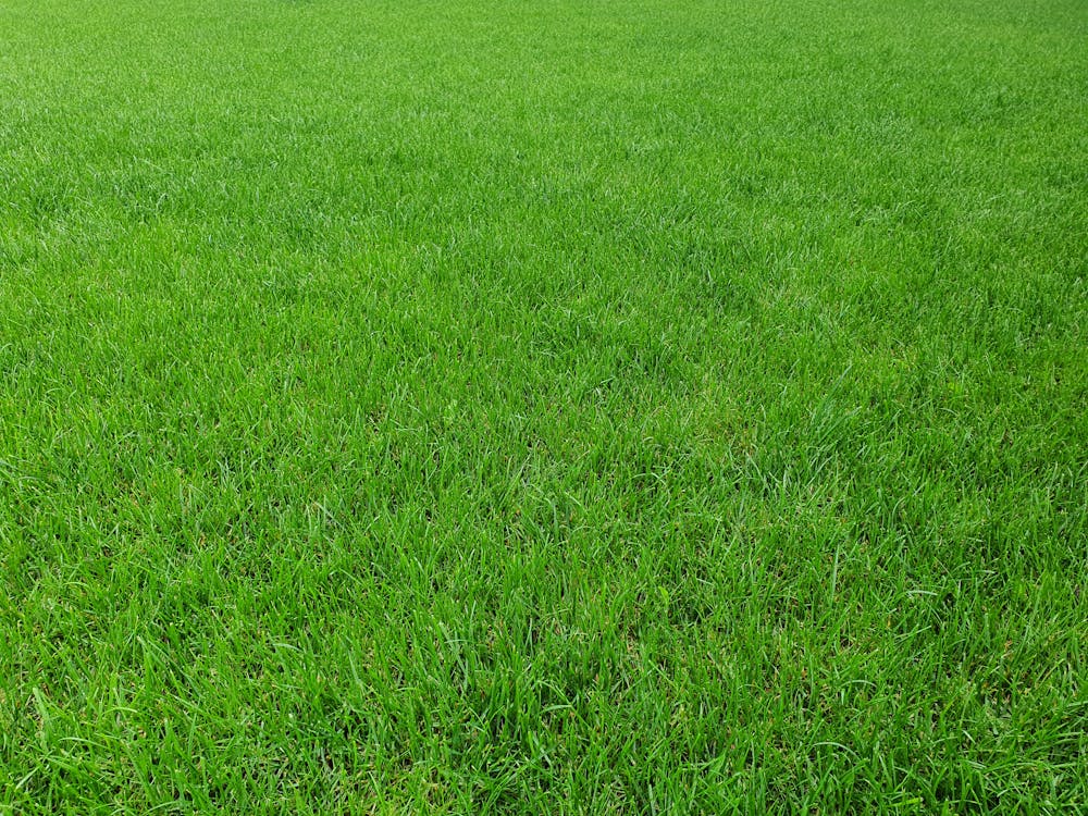 Foto stok gratis bidang, halaman rumput, hijau