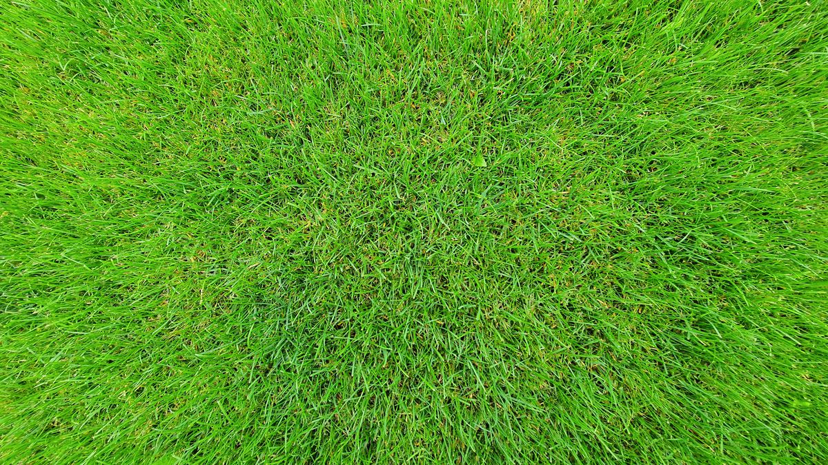 Close-up of a dense, healthy lawn. Seeding at the right rate gives thick turf without crowding.