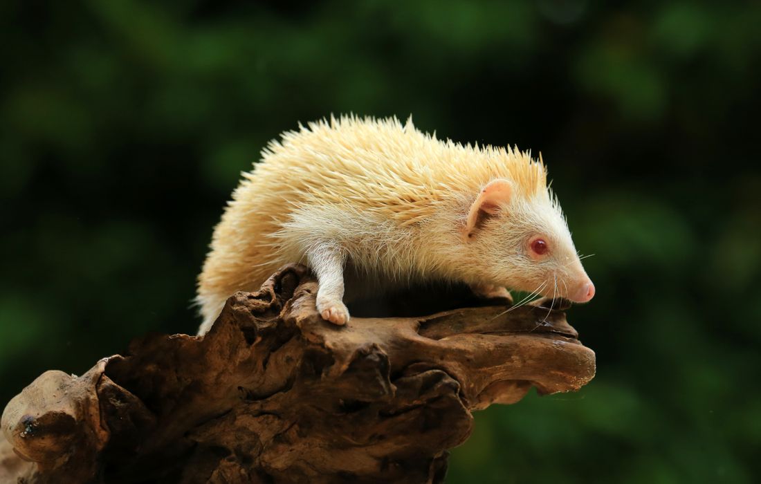 Albino African pygmy hedgehog with white quills and pale pigmentation