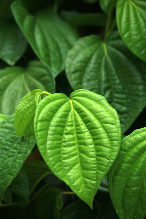 Green Leaves in Close-Up Photography