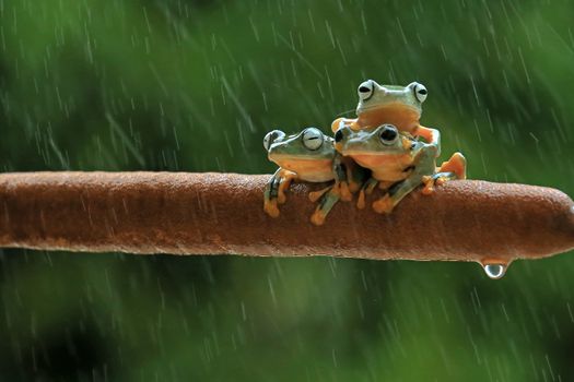Three colorful tree frogs seeking shelter on a branch during rainfall in a lush green forest.