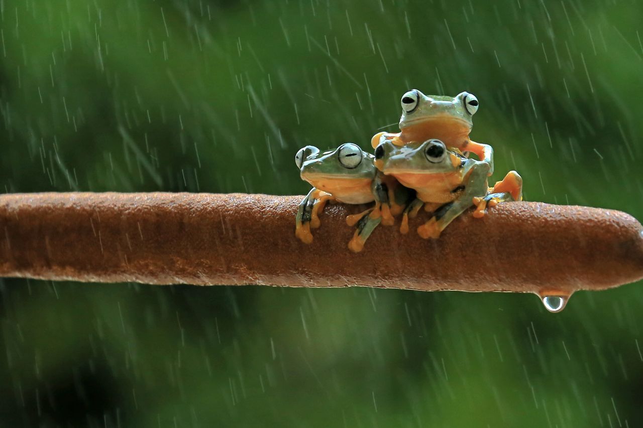 three colorful tree frogs seeking shelter on a branch during rainfall