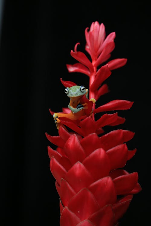 Free Frog on a Plant Stock Photo
