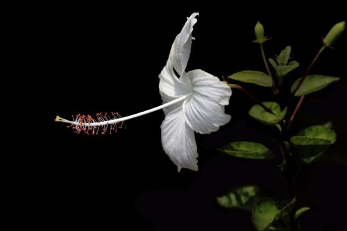 Free Elegant white hibiscus flower isolated against a dark background. Perfect for botanical and floral themes. Stock Photo