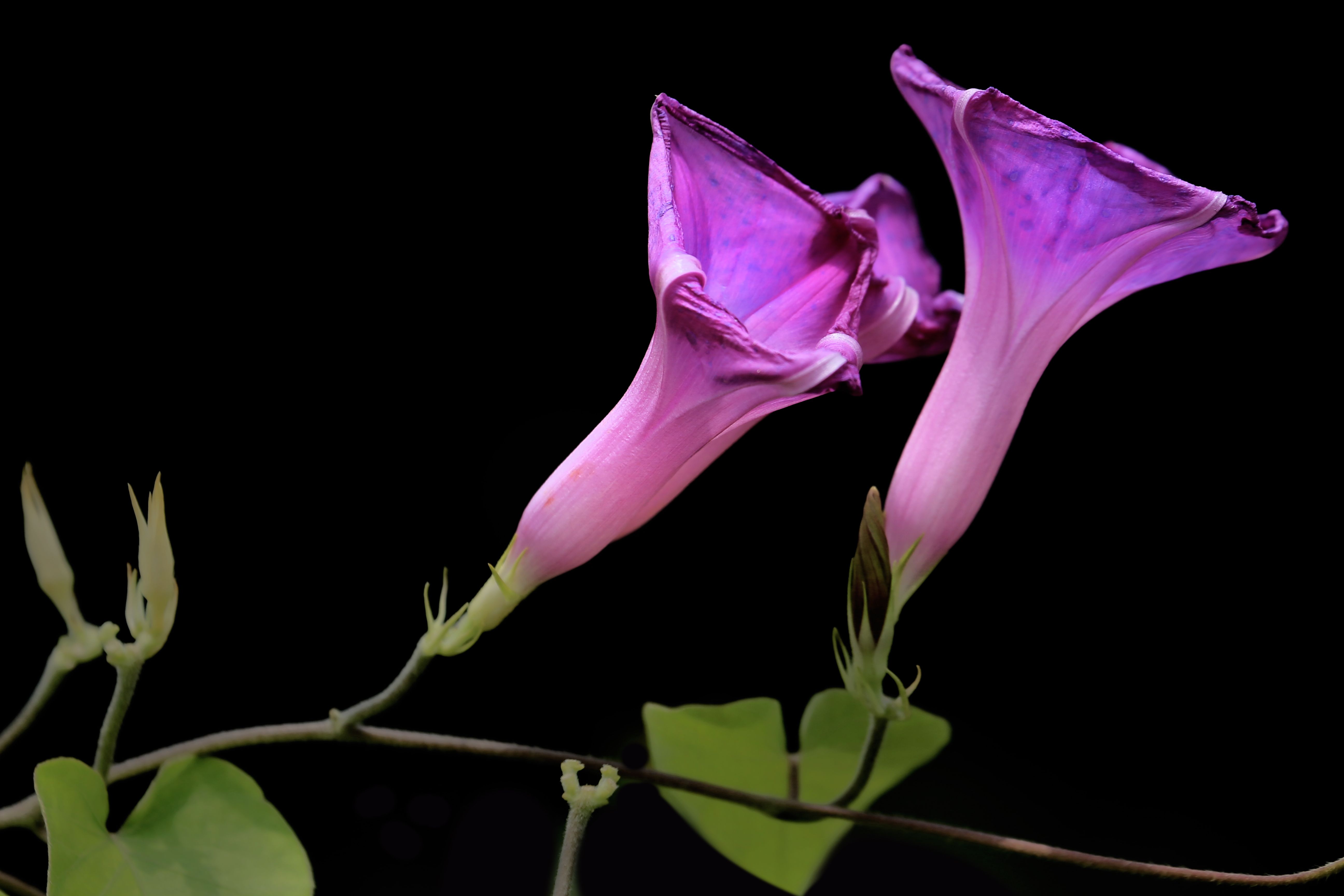 Close-up of vivid purple morning glory flowers against a black backdrop.