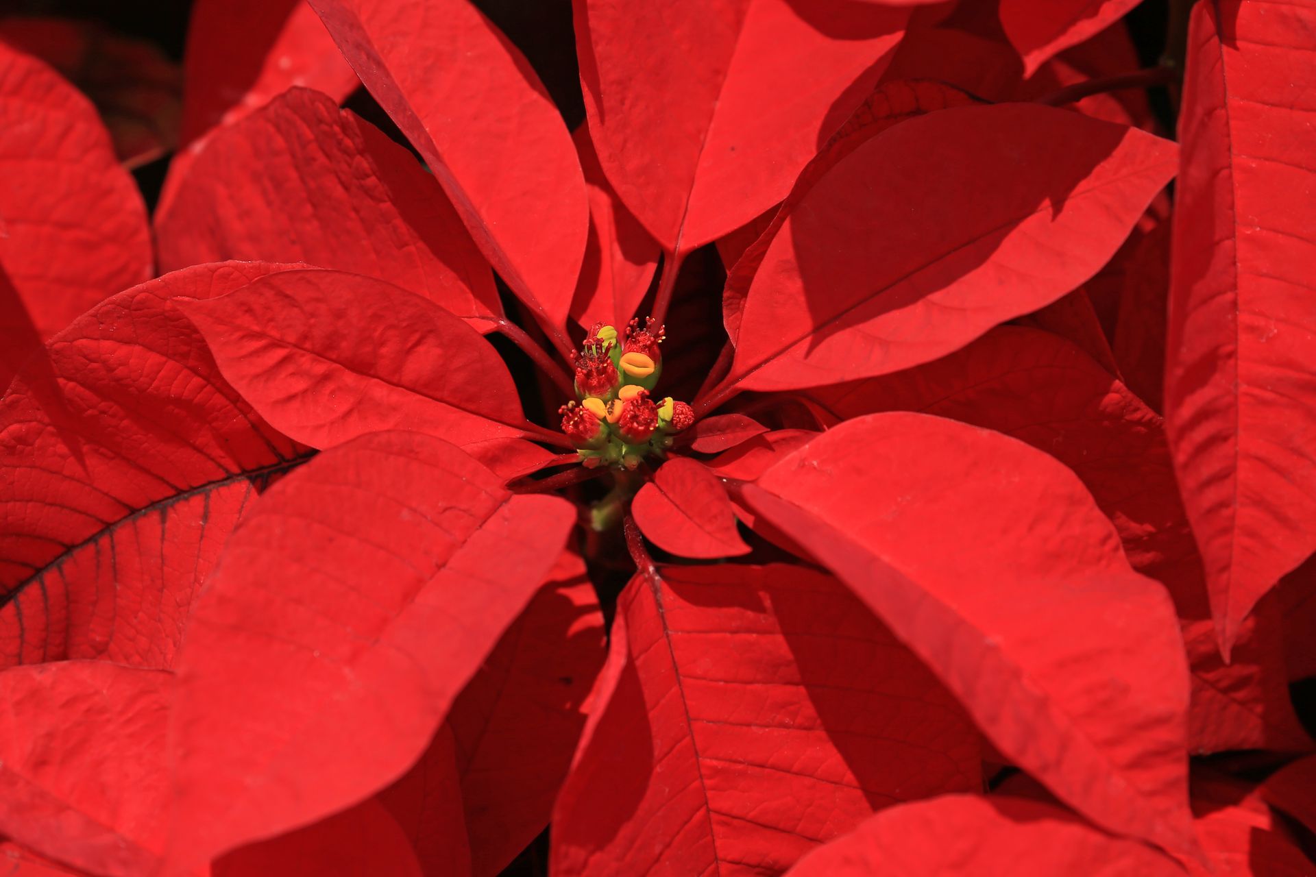 Close-up of vibrant red poinsettia flower petals, perfect for festive decor.