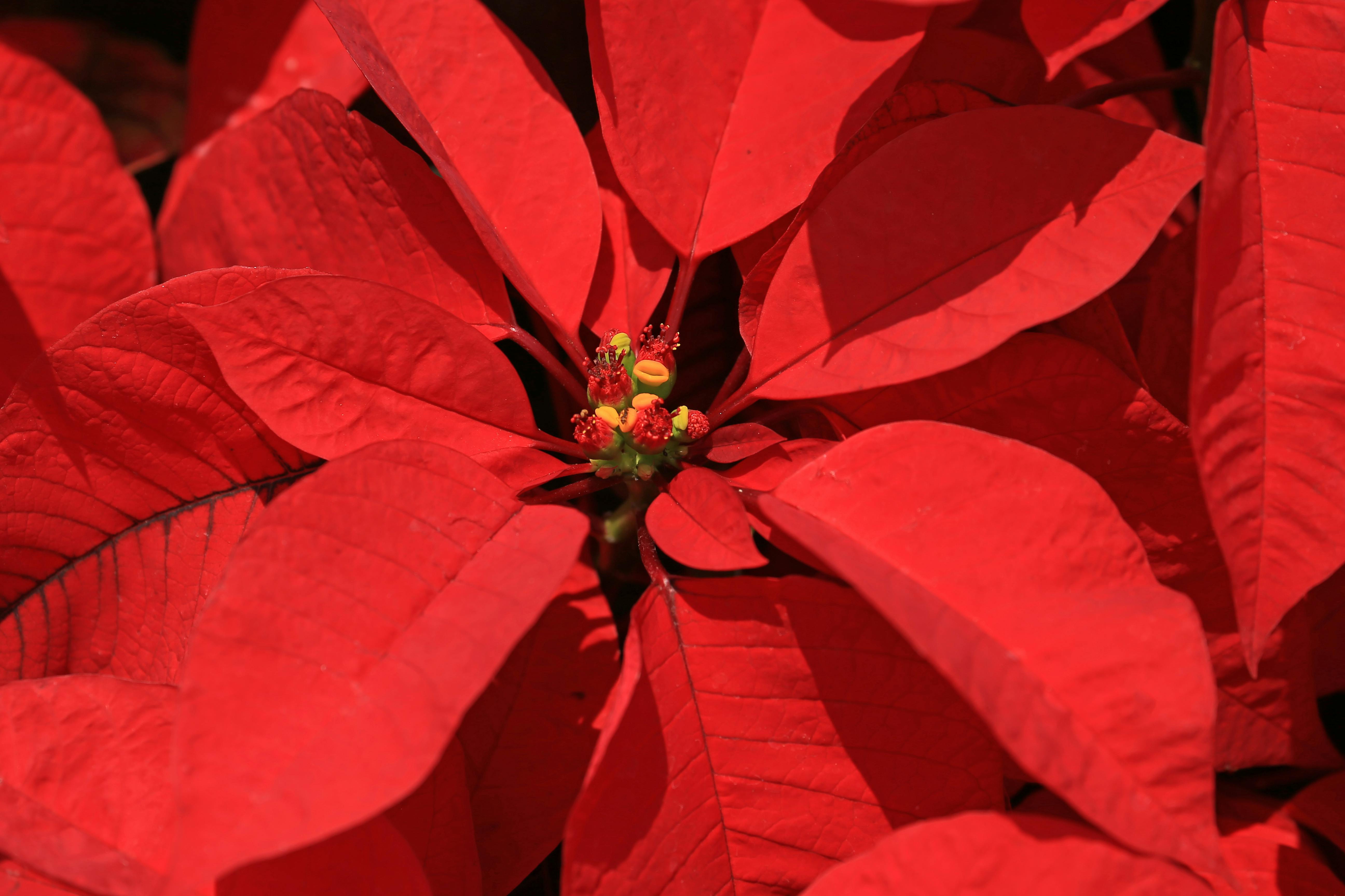 Poinsettia Photos, Download The BEST Free Poinsettia Stock Photos & HD Images