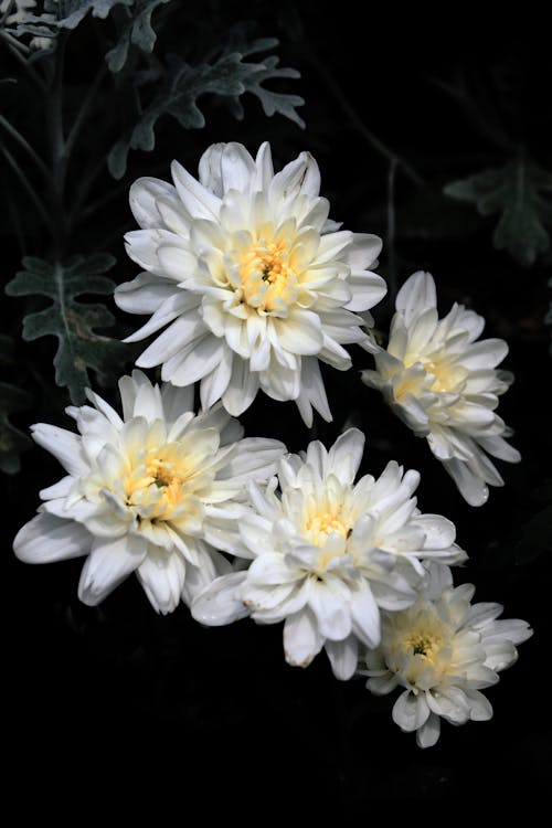 Close-up Photo of White Chrysanthemum Flowers