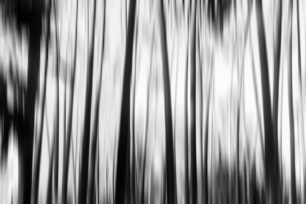 blurred black and white image of trees with vertical motion blur effec