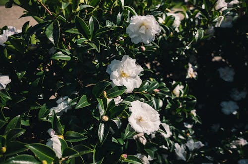 Bezpłatne Darmowe zdjęcie z galerii z flora, fotografia kwiatowa, kamelia Zdjęcie z galerii