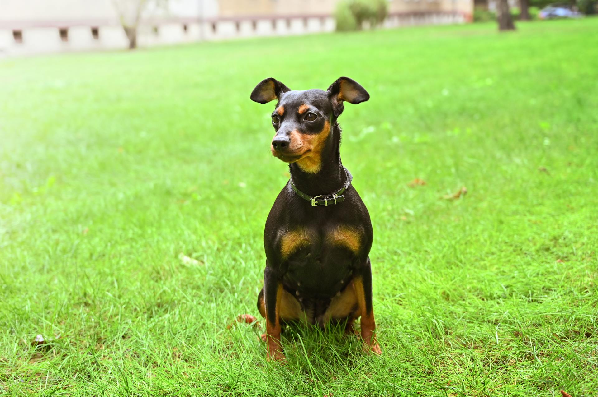 Un pinscher en miniature assis sur l'herbe