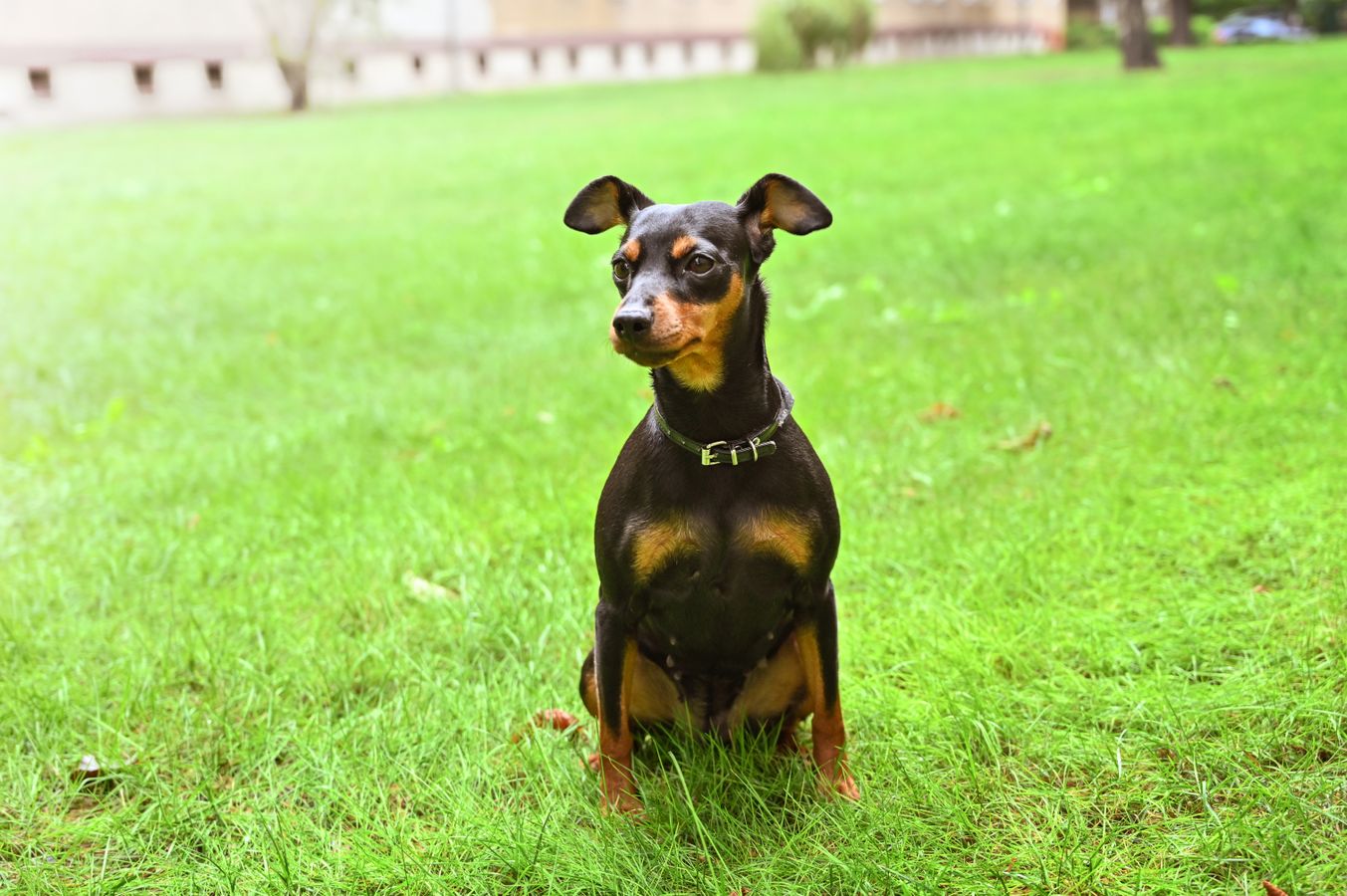 Miniature Pinscher sitting on grass in a park, photo by adrian vieriu on Pexels