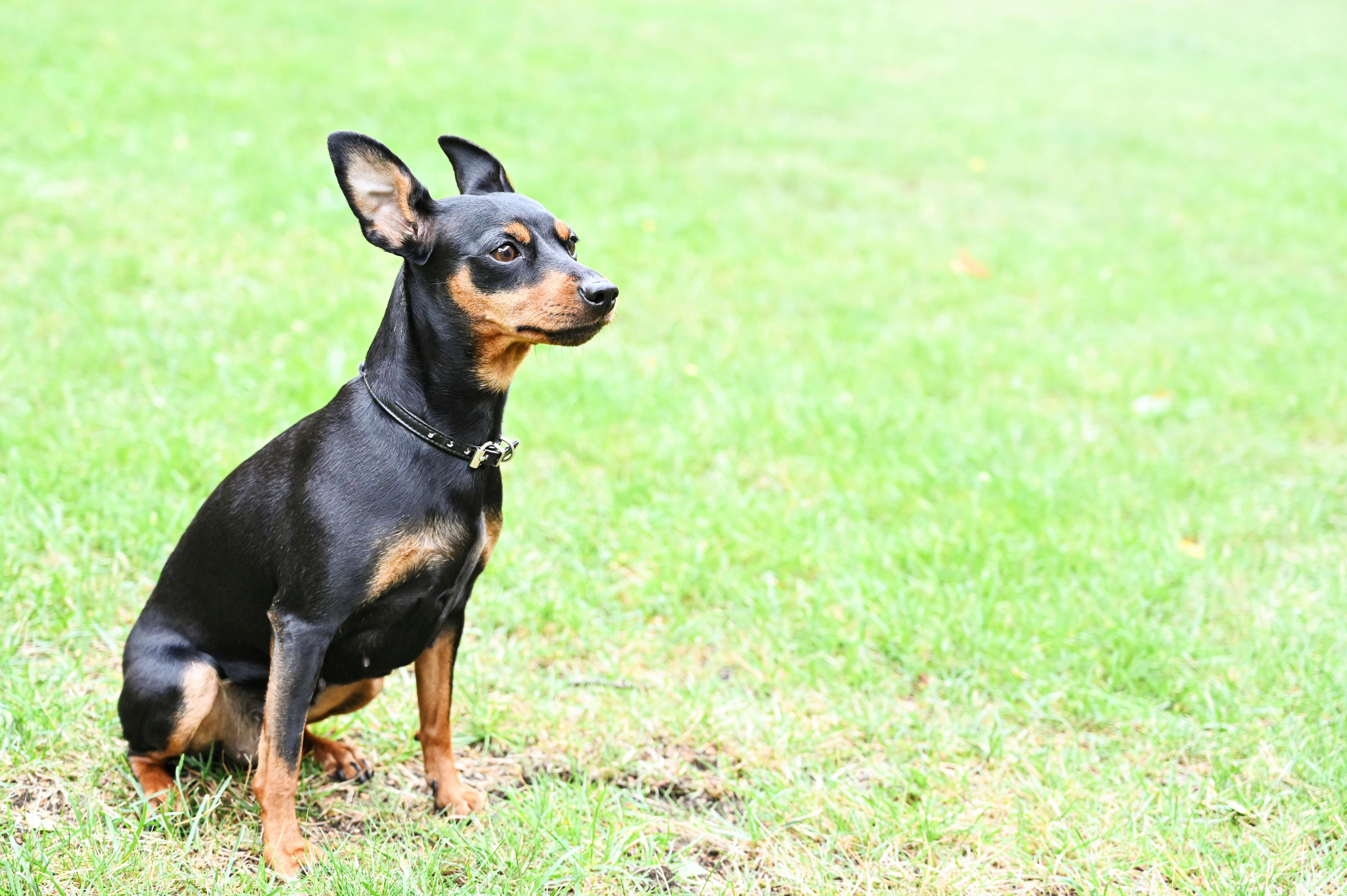 A Miniature Pinscher on the Grass