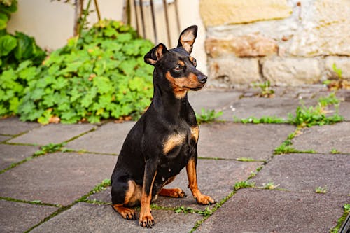 Free Miniature Pinscher Dog Breed , pet  , isolated animal Stock Photo