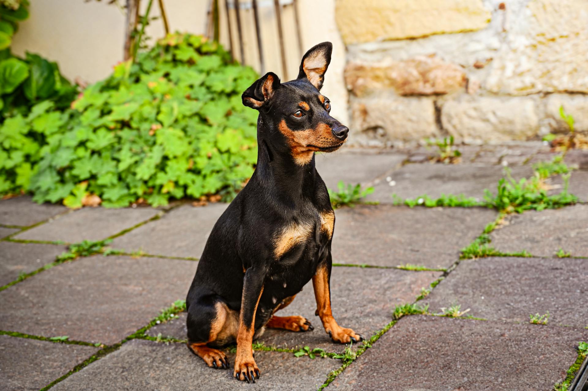 A Mini Pinscher Sitting on the Ground