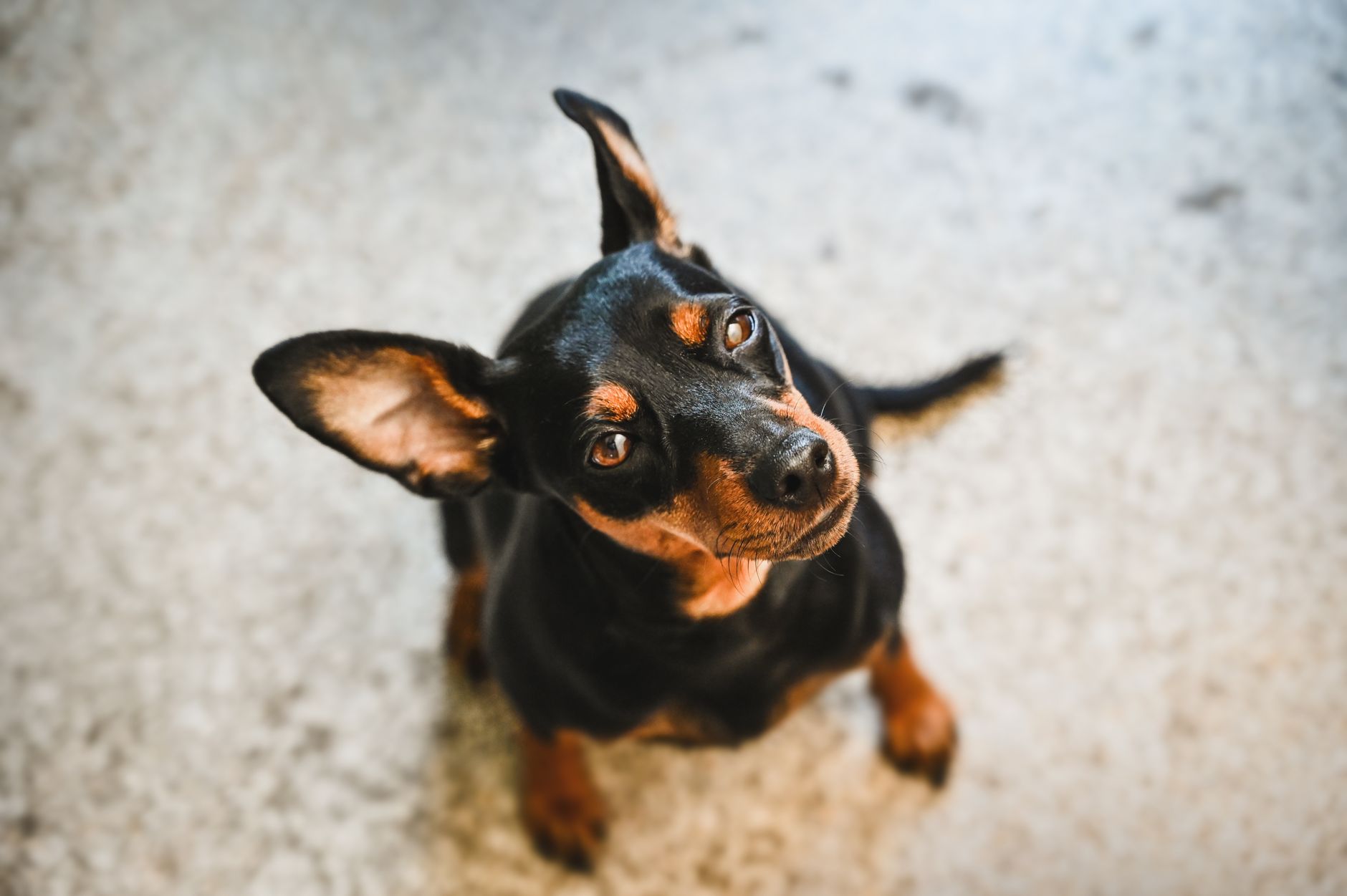 attentive dog sitting calmly showing sun sign core nature